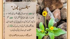 Urdu – شیخ نور جان میر احمدی نقشبندی (ق) کے