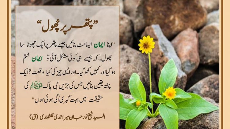 Urdu – شیخ نور جان میر احمدی نقشبندی (ق) کے