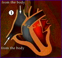 Animated gif of bloodflow path through heart.