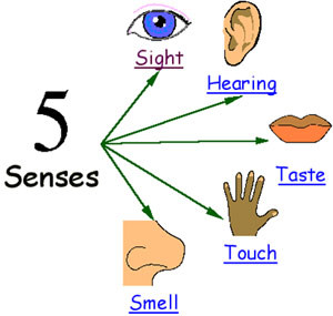 5 senses-26903594