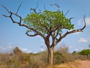 Dead tree coming to life