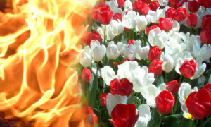 Fire and Flowers