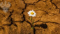 Flower in cracked ground