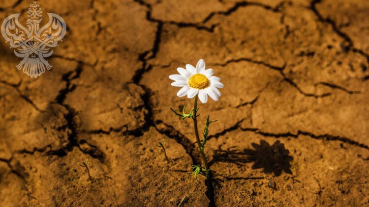 Flower in cracked ground
