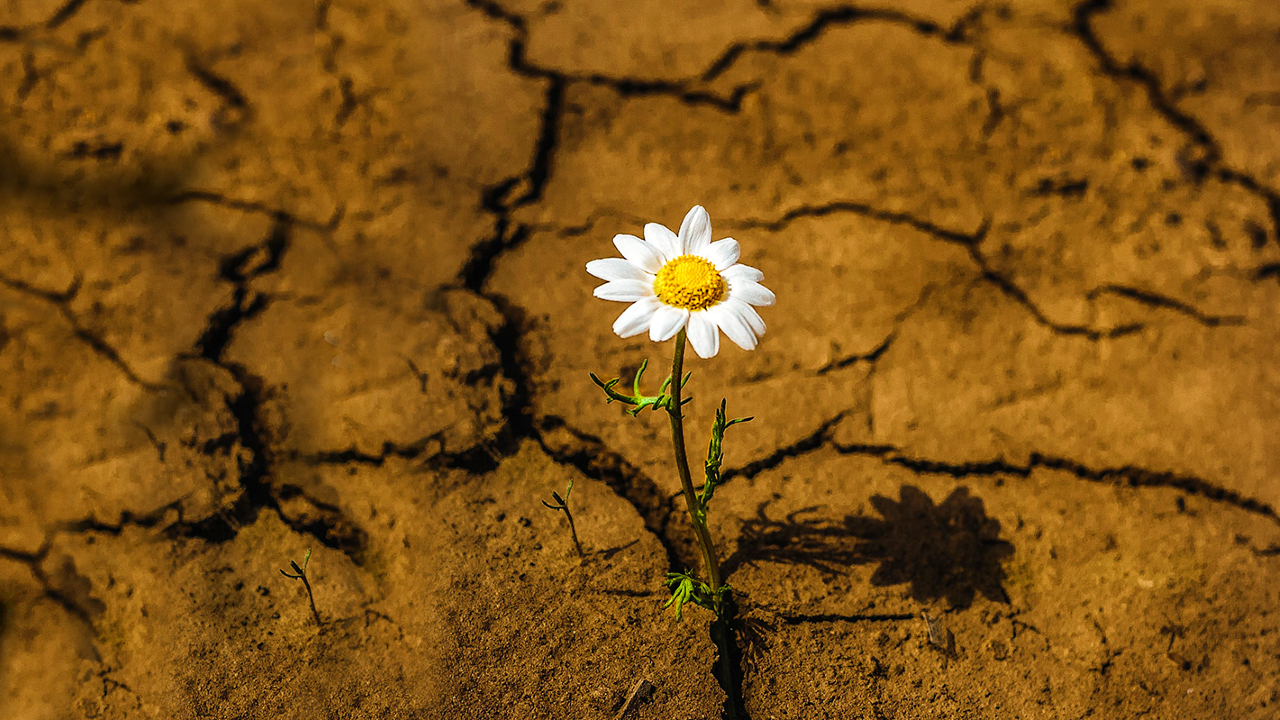 Flower in cracked ground