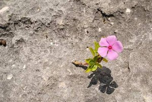 Rock Flower - Pink