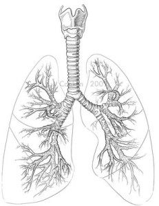 JConklinBronchialTree