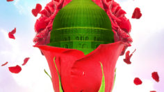 Madina Sharif in red rose floating petals
