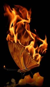 Moth's wings on fire - parwana