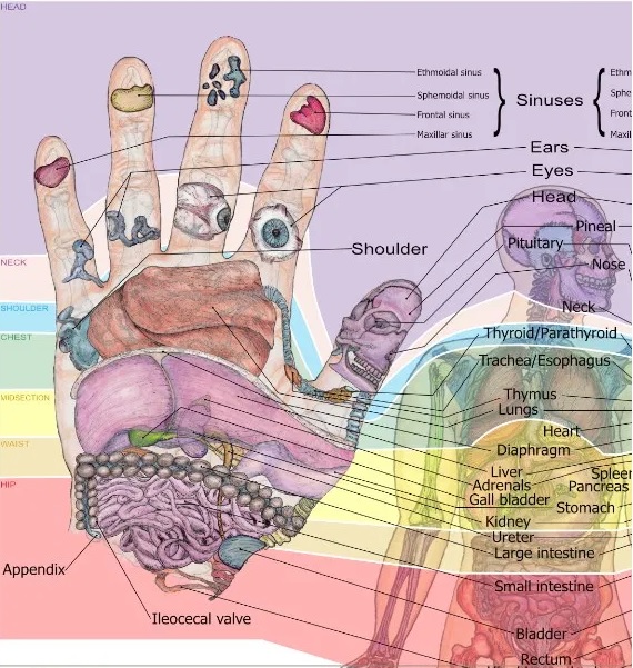 Light and Majesty Dress Their Hands - Hands will Testify Tafsir 36:83 ...