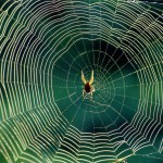 Spider-Web-6