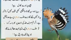 Urdu – Tawakkul– Make your Love like the Heart of