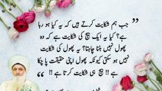 Urdu – "When we complain what's happening?Is that a seed