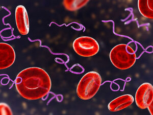 Borrelia bacteria in blood, causative agent of Lyme disease & relapsing fever