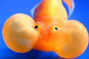 bubble_gold_fish_breathing