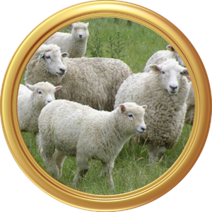 Sadaqa Wajibah Qurbani Qurban قربانى‎ sacrifice offering Udhiyyah أضحية Islam Allah God Sufi Meditation Center Mystic Meditation Nur Muhammad Qurban Able Sacrifice Offering Eidul Adha Dhul Hijja zam zam