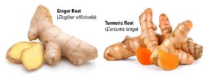 ginger root turmeric root