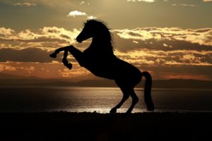 horse-silhouette-sunset