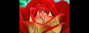 [ID: 5_6MgLPTXfc] Youtube Automatic
