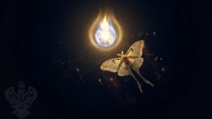 moth-towards-flame