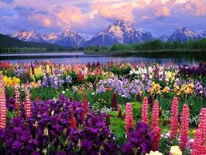 mountains flowers body of water