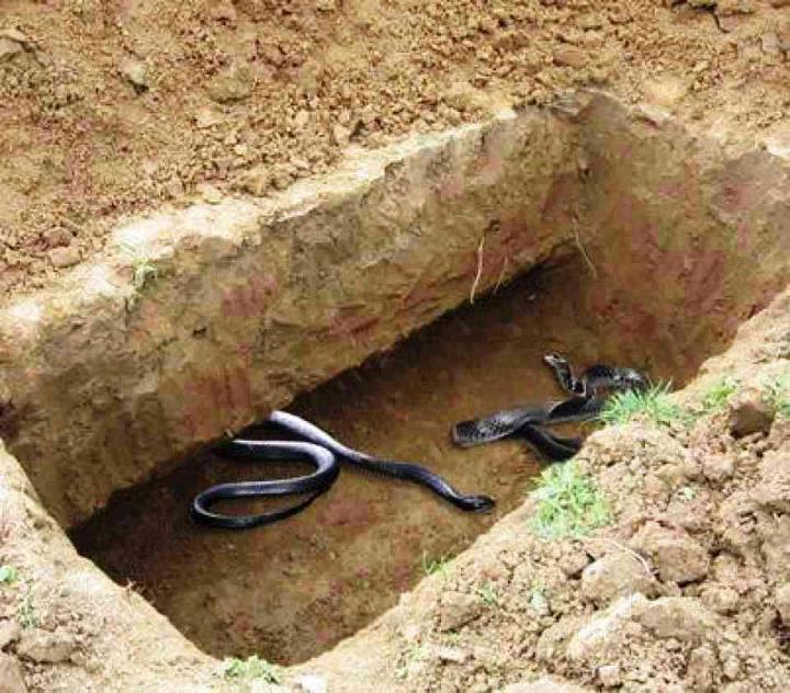 snakes in a grave