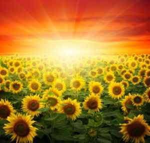 sun shining on sunflowers