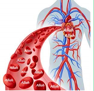 the name of Allah in blood cells,zhikr and the body,physiology
